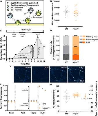 Postsynaptic Neuroligin-1 Mediates Presynaptic Endocytosis During Neuronal Activity